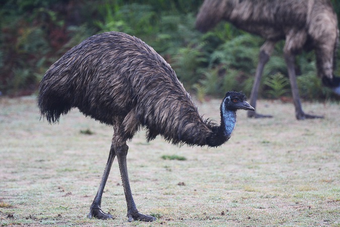 Emu-3s.jpg